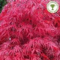 Klevas plaštakinis ( lot. Acer palmatum) Garnet