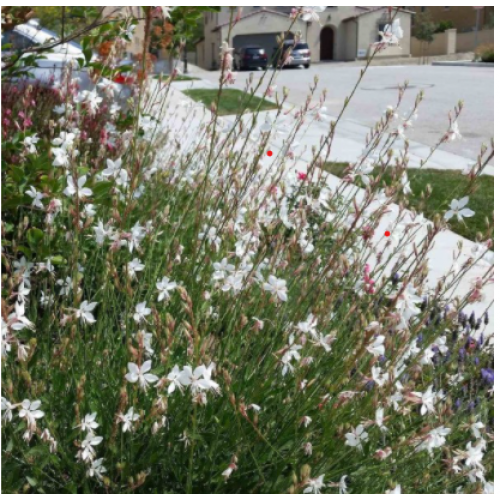 Gaura ( lot. Gaura lindheimeri) Whirling Butterflies
