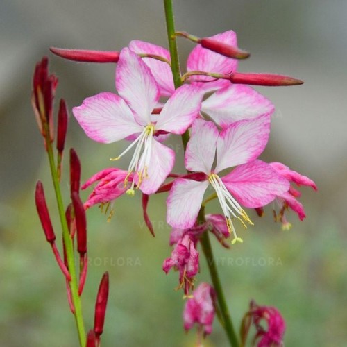 Gaura ( lot. Gaura lindheimeri) Rosy Jane