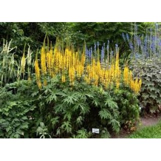 Gaurė Prževalskio (lot. Ligularia przewalskii)