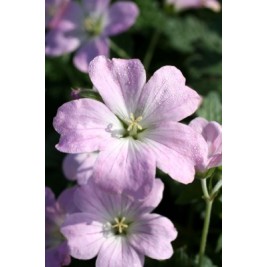 Snaputis (lot. Geranium hybridum)  Dreamland