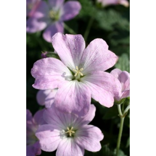 Snaputis (lot. Geranium hybridum)  Dreamland