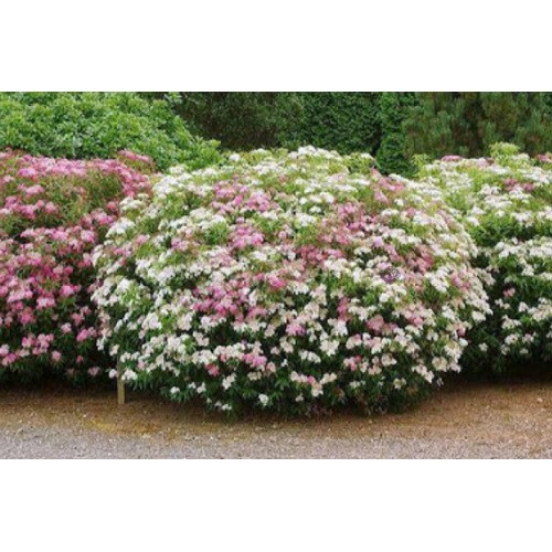 Lanksva japoninė ( lot. Spiraea japonica) Genpei