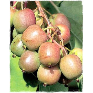 Aktinidija smailialapė ( lot. Actinidia arguta) Genewa (moteriška)