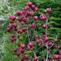 Magnolija (lot. Magnolia hybrida) Genie