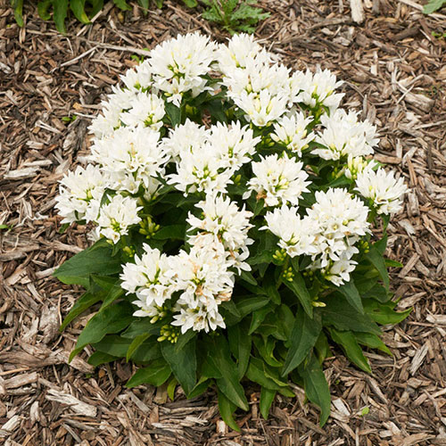 Katilėlis tankiažiedis (lot. Campanula glomerata) Genti White