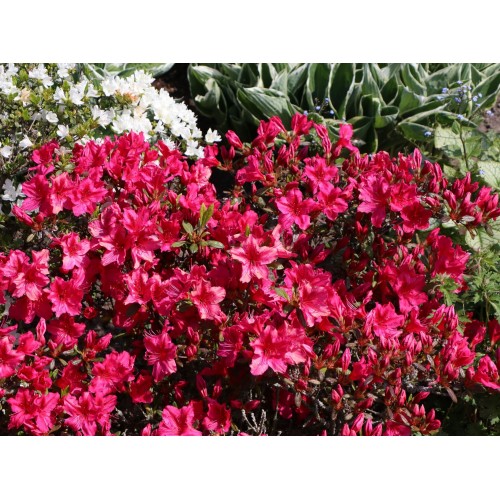 Azalija japoninė  ( lot. Azalea japonica) Georg Arends 