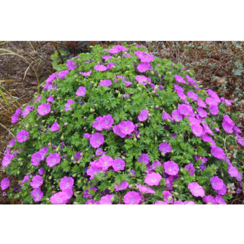 Snaputis raudonžiedis (lot. Geranium x sanguineum)  Max Frei