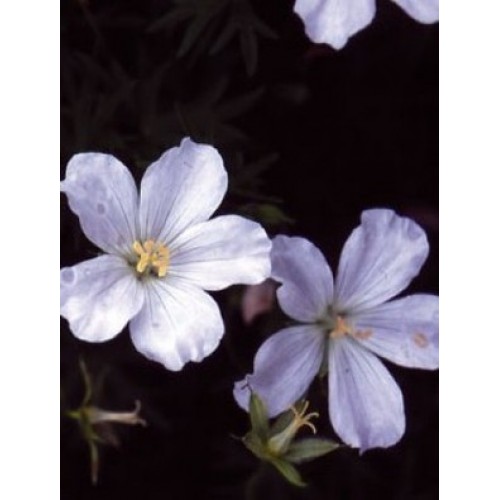 Snaputis raudonžiedis (lot. Geranium x sanguineum)  Album