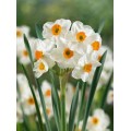 Narcizas daugiažiedis ( lot. Narcissus)  Geranium vazone