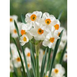 Narcizas daugiažiedis ( lot. Narcissus)  Geranium, 5 vnt Narcizas daugiažiedis ( lot. Narcissus)  Geranium, 5 vnt
