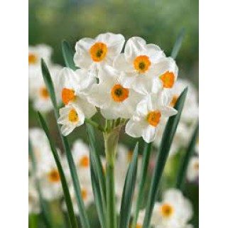 Narcizas daugiažiedis ( lot. Narcissus)  Geranium, 5 vnt