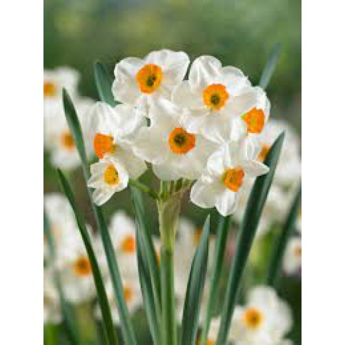 Narcizas daugiažiedis ( lot. Narcissus)  Geranium, 50 vnt