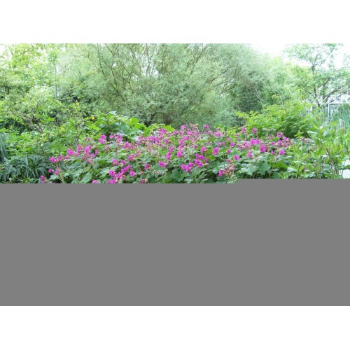 Snaputis stambiašaknis (lot. Geranium x macrorrhizum) Czakor