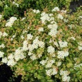 Lanksva niponinė ( lot. Spiraea nipponica) Gerlve's Rainbow