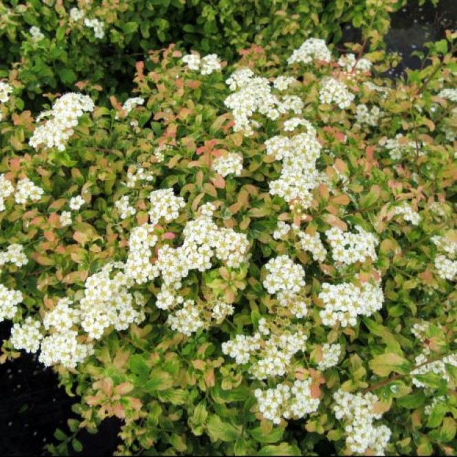 Lanksva niponinė ( lot. Spiraea nipponica) Gerlve's Rainbow