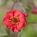 Žiognagė (lot. Geum  boliviensis  Flames  of  Passion 