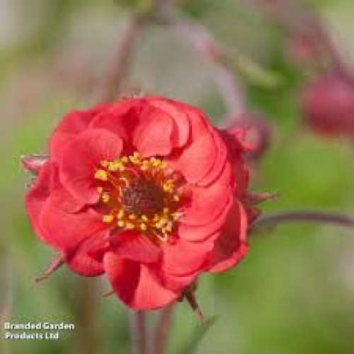 Žiognagė (lot. Geum  boliviensis  Flames  of  Passion 