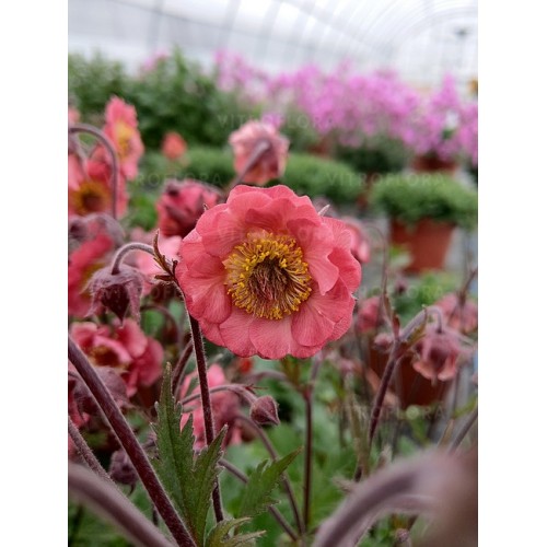 Žiognagė (lot. Geum  rivale) Pink Petticoats