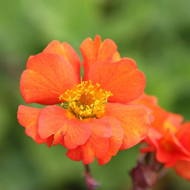 Žiognagė   (lot. Geum) 