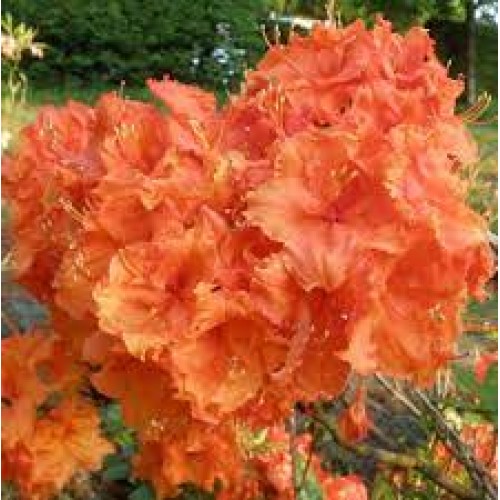 Azalija didžiažiedė  ( lot. Azalea deciduous)  Glowing Embers