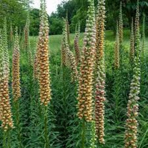Rusmenė dėmėtoji ( lot. digitalis ferruginea) Gigantea
