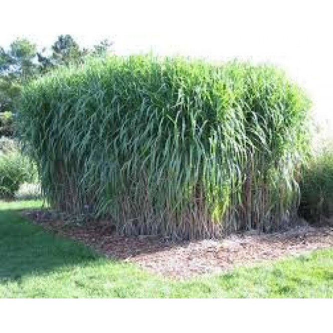 Miskantas didysis (Miscanthus giganteus)