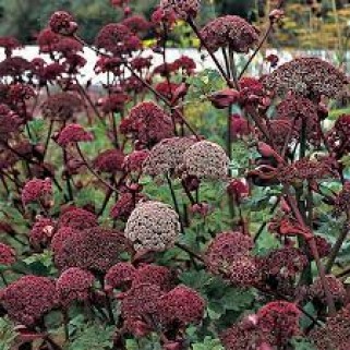 Didysis skudutis  (lot. Angelica gigas)