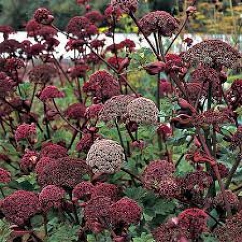 Didysis skudutis  (lot. Angelica gigas)