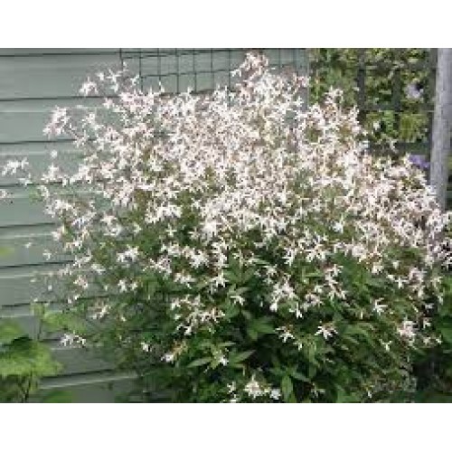 Trilapė draika( lot.Gillenia trifoliata)