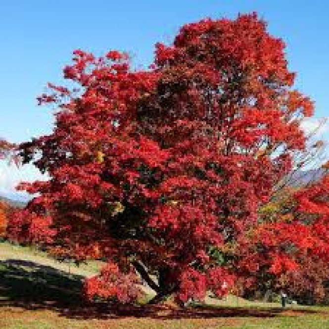 Klevas ginalinis ( lot. Acer tataricum ginnala)