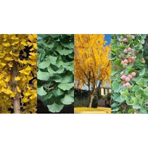 Ginkmedis dviskiautis ( lot.Ginkgo biloba) 