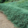 Kadagys gulsčiasis( lot. Juniperus horizontalis)  Wiltonii