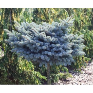 Eglė dygioji ant koto( lot. Picea pungens)  Glauca Globosa