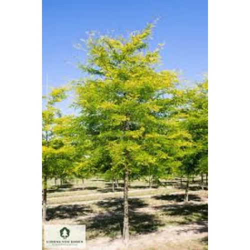 Tridyglė gledičija ( lot. Gleditsia triacanthos)  Sunburst