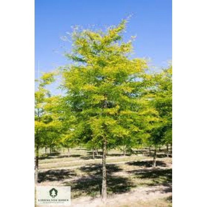 Tridyglė gledičija ( lot. Gleditsia triacanthos)  Sunburst