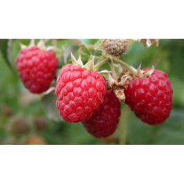 Avietė vasarinė (lot. Rubus idaeus)  Glen Dee