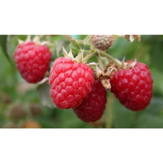Avietė vasarinė (lot. Rubus idaeus)  Glen Dee