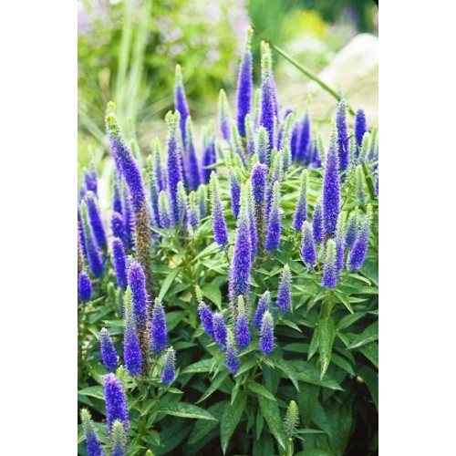 Veronika varpotoji (lot. Veronica spicata) First Glory