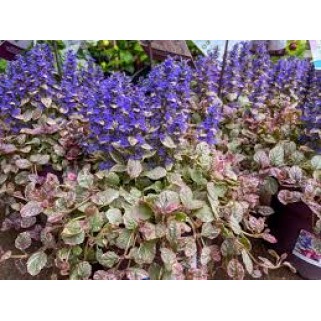Vaisgina (lot. Ajuga reptans) Burgundy Glow