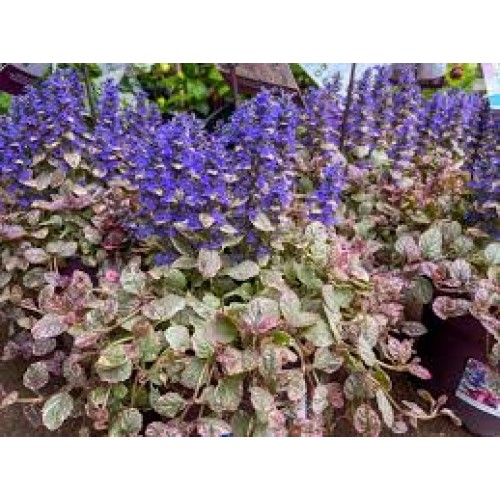 Vaisgina (lot. Ajuga reptans) Burgundy Glow