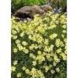 Gludas mentūrinis  (lot. Coreopsis verticilata ) Moonbeam