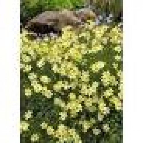 Gludas mentūrinis  (lot. Coreopsis verticilata ) Moonbeam