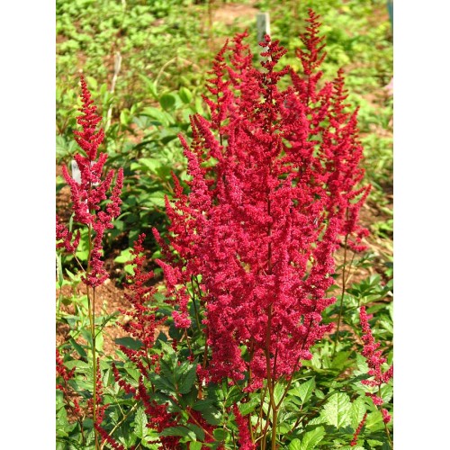 Astilbė arendso (lot.Astilbe arendsii) Glut