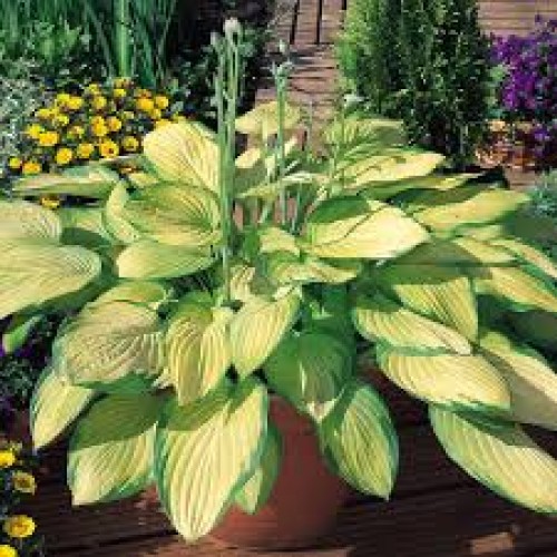 Melsvė ( lot. Hosta) Gold Standart