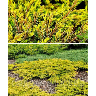 Kadagys paprastasis ( lot. Juniperus communis)  Goldschatz