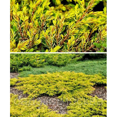 Kadagys paprastasis ( lot. Juniperus communis)  Goldschatz