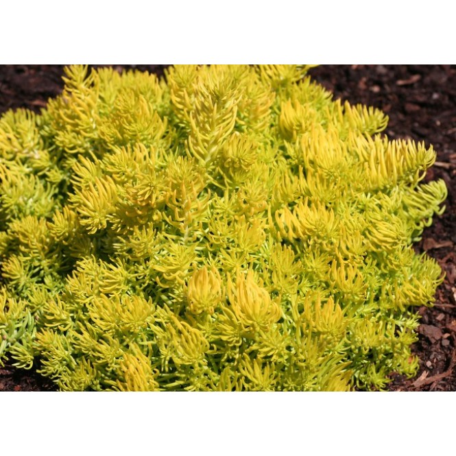 Šilokas ( lot. Sedum rupestre) Gold Šilokas ( lot. Sedum rupestre) Gold