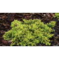 Kadagys paprastasis ( lot. Juniperus communis)  Goldschatz
