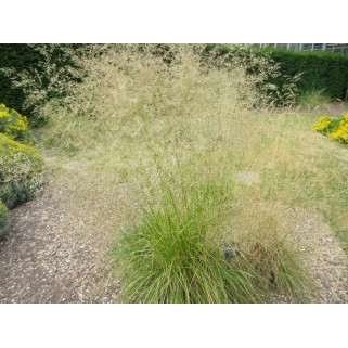 Šluotsmilgė kupstinė ( lot. Dechampasia cespitosa )  Goldtau